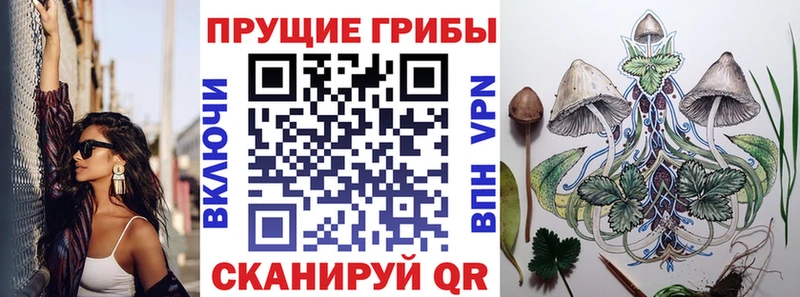 сколько стоит  Болохово  Галлюциногенные грибы Psilocybe 