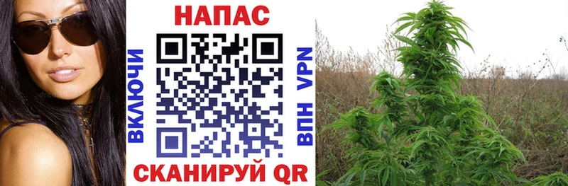 что такое наркотик  Болохово  Канабис ГИДРОПОН 